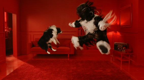 Schmackos returns to television advertising with man dressed as a dog breaking out in dance