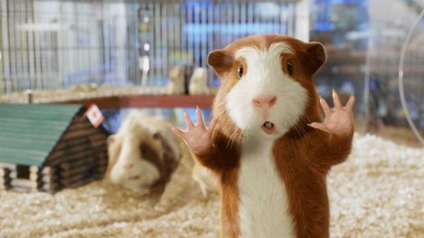 Does your agency see you as a guinea pig?