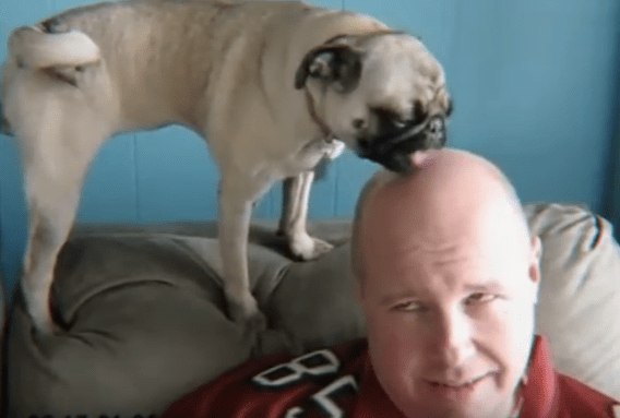 Funny home videos of dogs used in Assistance Dogs Australia push