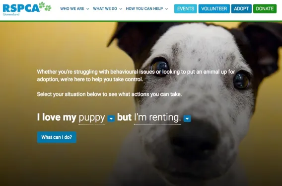 RSPCA creates The Surrender Portal to save unwanted pets