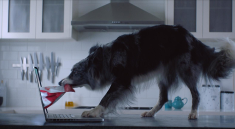 Dog pulls food out of computer for Pet Circle campaign