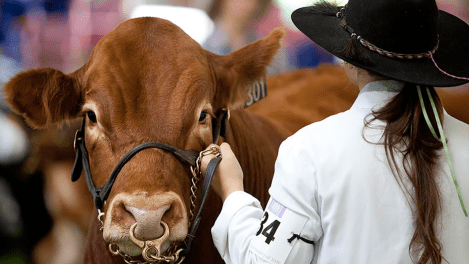 Cox Inall Communications retains Sydney Royal Easter Show PR account