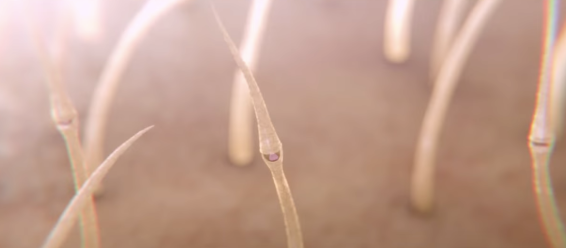 Hyundai features singing and dancing arm hairs in latest i30 campaign