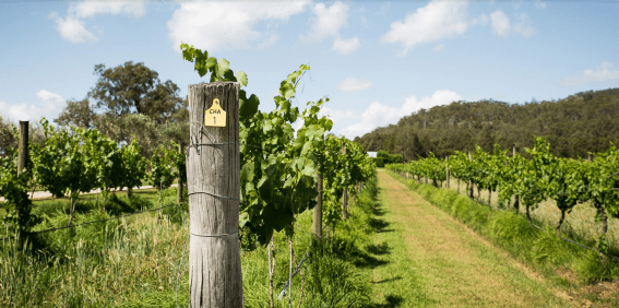 Wine Australia appoints R/GA Sydney as creative agency of record