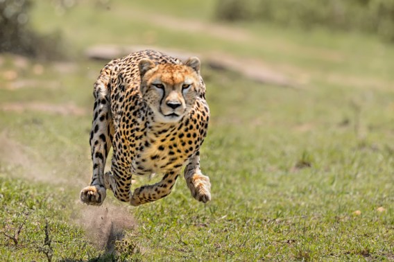 When agile marketing is not Agile Marketing