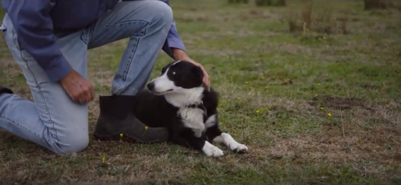 Farmer’s best friend is not his dog, but his Massey Ferguson, claims 60th anniversary ad