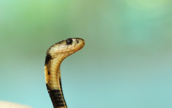 The cobra effect is poisoning digital marketing