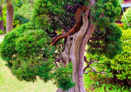 To grow your brand, think like a bonsai tree