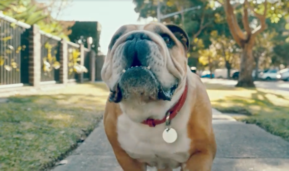 Bulldog flaunts his connected home to other canines in Clipsal campaign