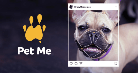 DDB launches AI tool on Instagram to help find rescue dogs a home