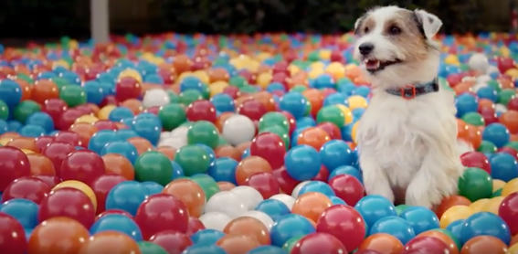 JWT releases first work for Bravecto comparing it to its ‘completely fine’ competitors
