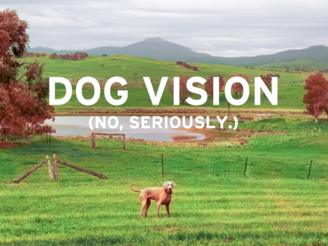 Visit Victoria creates tourism ad for dogs