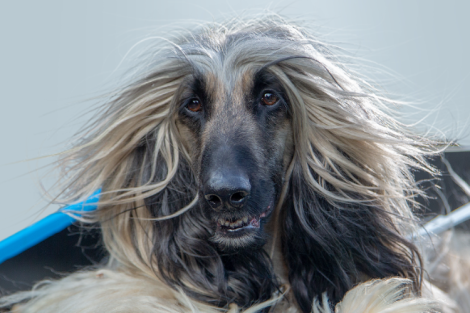 RSPCA Pet Insurance shows Australians ‘That RSPCA Feeling’