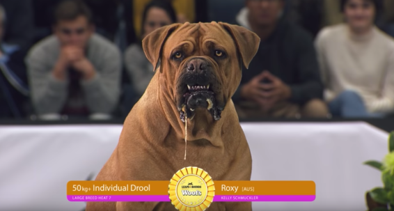 VMLY&R’s Ideaworks reveals first campaign for Petbarn’s Leaps & Bounds