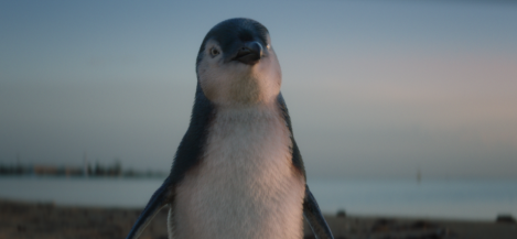 St Kilda penguin goes from rags to riches in Bank of Melbourne ad
