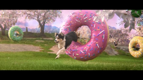 ‘Donuts for dogs’: CGU helps promote Australia’s small businesses