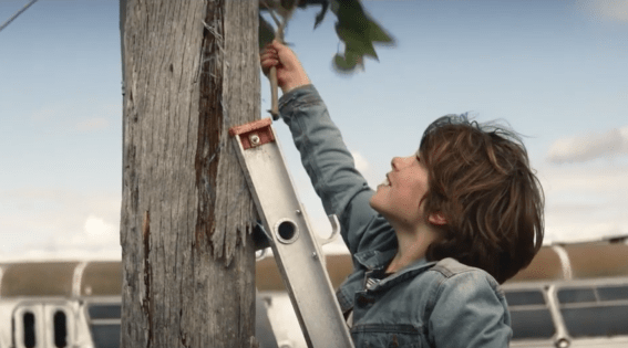 NRMA edits koala campaign following complaints