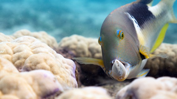 Tourism and Events Queensland becomes BBC Earth launch partner