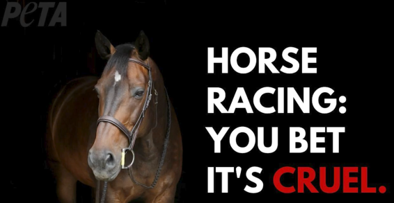 PETA hits out at ARN for ‘rejecting’ Melbourne Cup cruelty ad