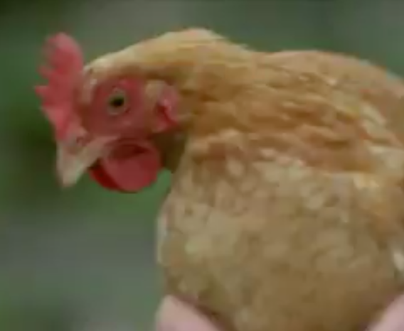 Playing chicken with the ABC