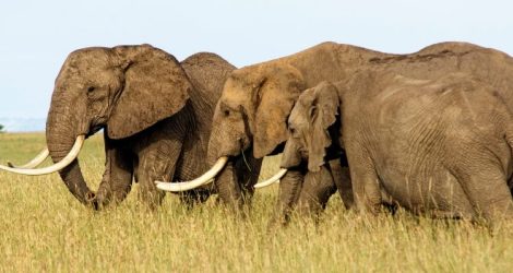 The final world in David Attenborough’s Seven Worlds One Planet brings 503,000 metro viewers to Nine