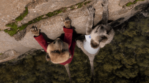 Compare the Market’s meerkats Aleksandr and Sergei find themselves at a cliff-hanger in latest ad