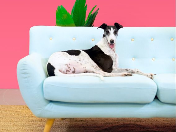 Facebook partners with Greyhound Rescue for ‘Adopt A Greyhound Month’