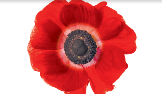 News Corp Australia supports Australians commemorating ANZAC Day remotely