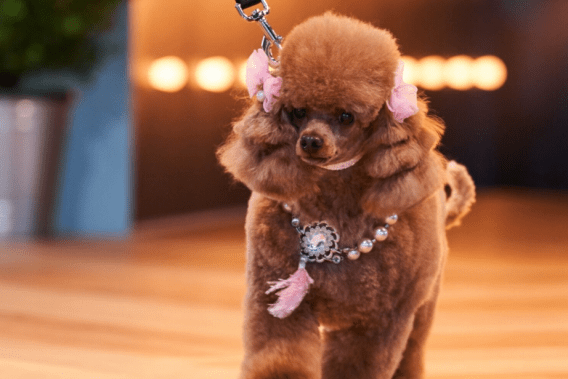 Seven’s Pooch Perfect draws 316,000 metro viewers for its final episode