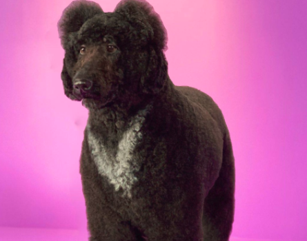 Pooch Perfect slips to 259,000 metro viewers
