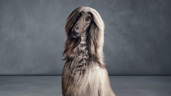 Pets don’t always know what’s good for them, says Optimum in new campaign, but owners do