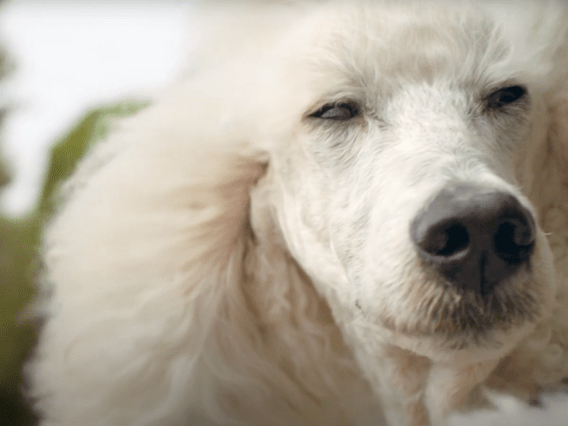 Audi says it is ‘raised by racecars’ in first campaign from The Monkeys