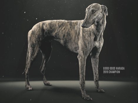 ‘Watch a Dog Become a Legend’: Greyhound Racing NSW builds tension ahead of the TAB Million Dollar Chase