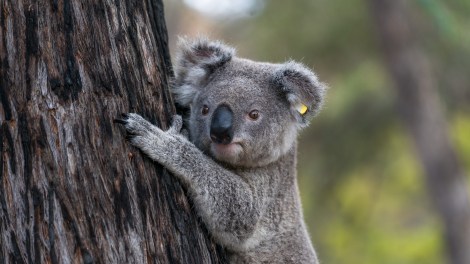 White Grey appointed as lead agency for WWF Australia
