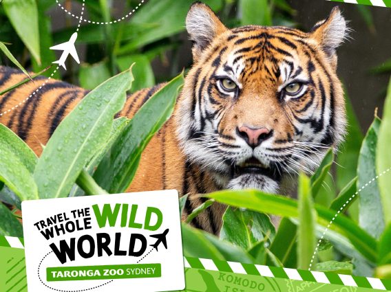 Taronga Zoo promotes ‘international travel’ by exploring its animals this summer