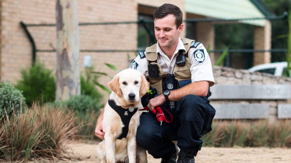 RSPCA NSW appoints Magnum & Co for strategic communications
