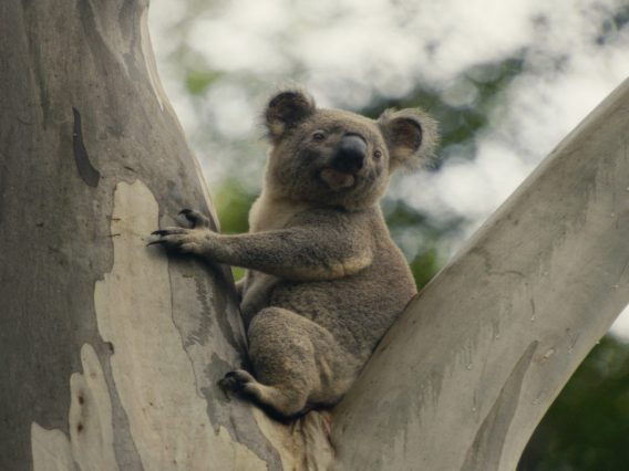 Friends save koalas in NRMA’s ‘Every home is worth protecting’ continuation