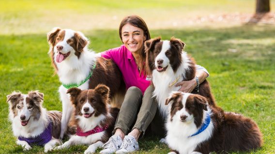Tide PR wins Sydney Dog Lovers Show client