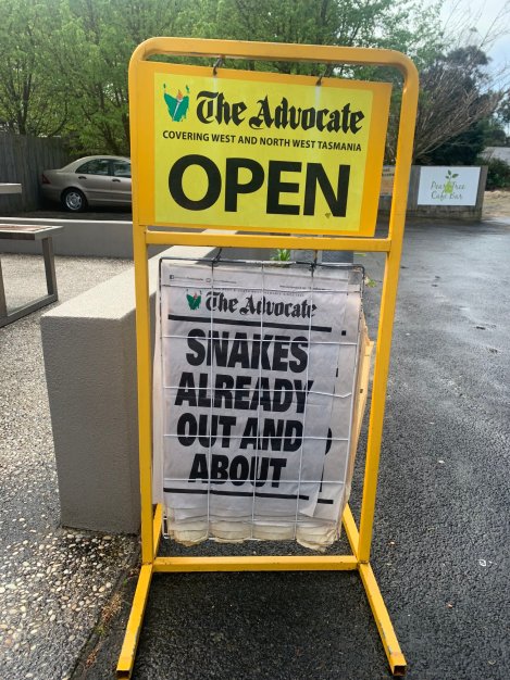 Cats & snakes