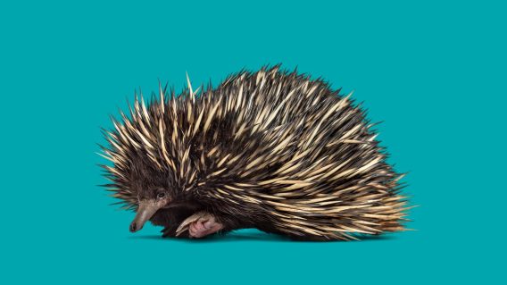 An echidna is the star of Rest’s latest campaign via BMF