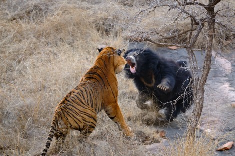 Start the week: Will The Cat reanimate Prime’s corpse?; Wobbly moments for the bear economy