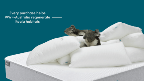 Koala takes a swipe at Dreamworld in latest campaign