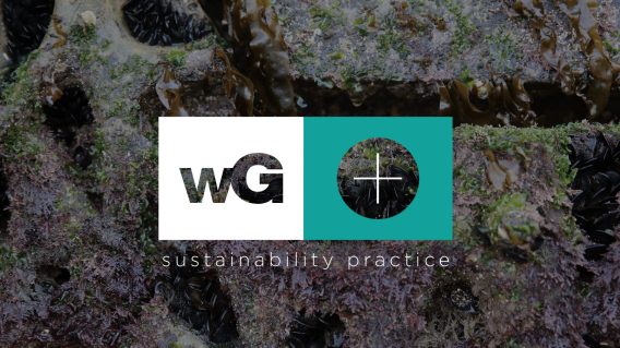 whiteGREY launches sustainability offering, whiteGREY Positive