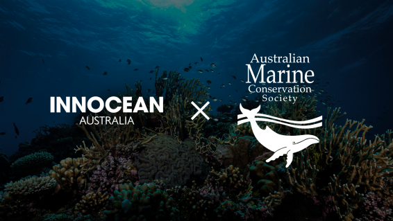 Australian Marine Conservation Society partners with Innocean Australia