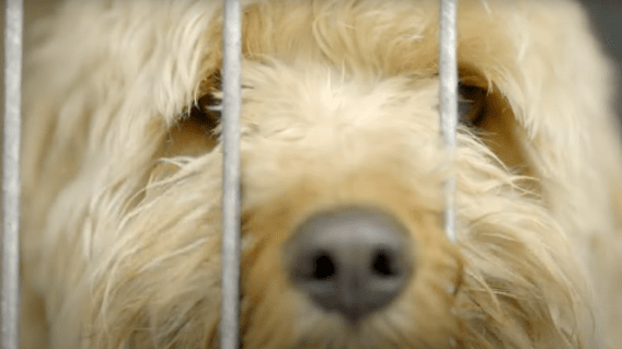 Ruff competition for The Dog House launch as MAFS wins Wednesday programming