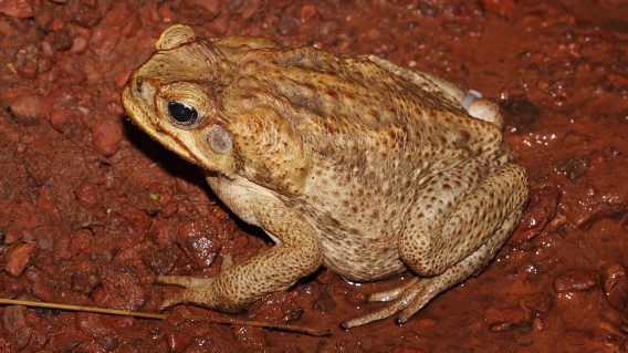 How selling ‘cane toad piss’ perfected a foolproof social media influencer marketing model