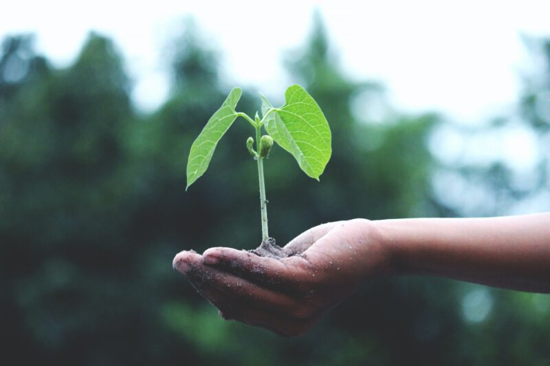 A man holds a plant in his hand