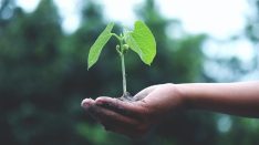 A man holds a plant in his hand