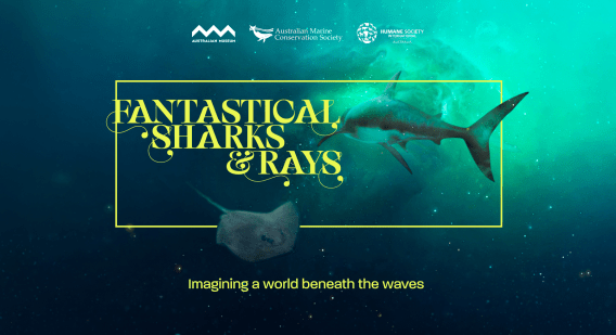 The Australian Marine Conservation Society and Innocean Australia create exhibition for endangered ray and shark species
