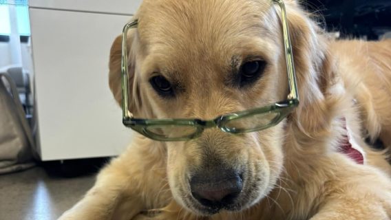 Unleashing holiday cheer: The impact of canine companions in agency life